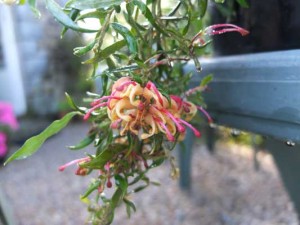 Grevillea-poorinda-elegance