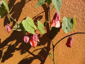 abutilon-patrick-synge-kenneggy