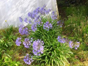 agapanthus-castle-of-mey