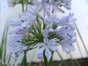 agapanthus-delft-kenneggy