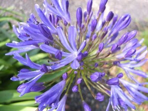 agapanthus-rosewarne-kenneggy