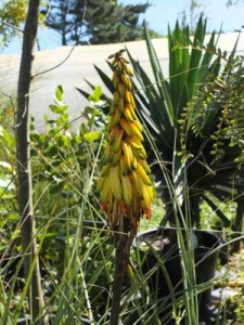 aloe-stiatula-kenneggy-nurseries