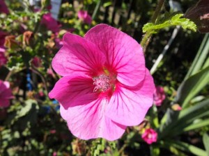 anisodontea-elegant-lady