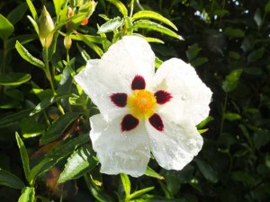 cistus-aguilarii-maculatus