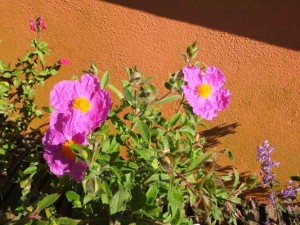 cistus-crispus-kenneggy