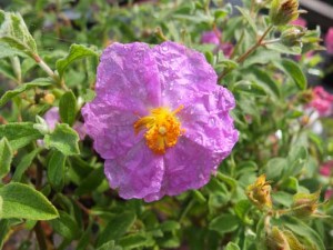 cistus-parviflorus-kenneggy