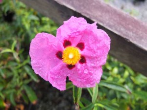 cistus-purpureus-kenneggy