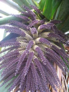 cordyline-indivisa-flower