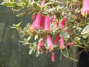 correa-dusky-bells-variegated-2