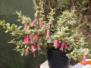 correa-dusky-bells-variegated