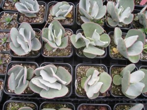 cotyledon-lower-kenneggy-nu