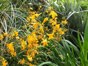 crocosmia-morning-light-kenneggy