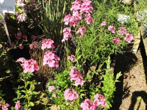 diascia-personata-kenneggy