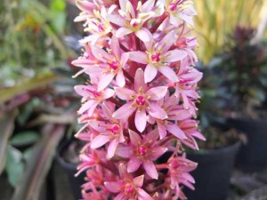 eucomis-sparkling-burgundy