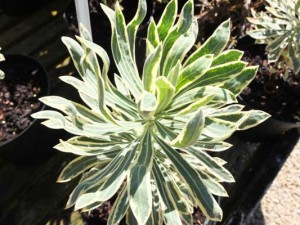 euphorbia-characias-wulfeni-seedling