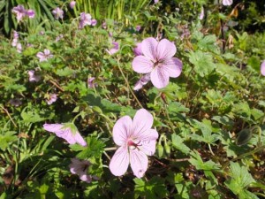 geranium-joy-2-kenneggy