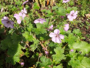 geranium-joy-kenneggy