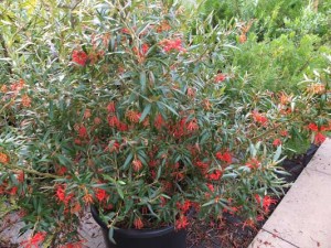 grevillea-big-red-2-kenneggy