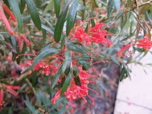 grevillea-big-red-kenneggy