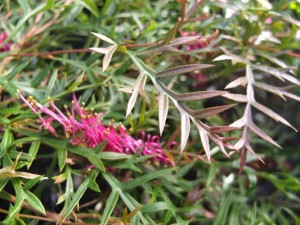 grevillea-bronze-rambler