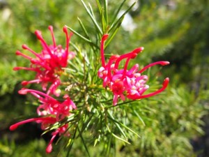 grevillea-canberra-gem-kenneggy