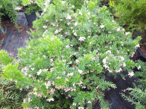 grevillea-pink-lady-2-kenneggy