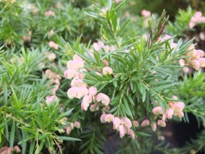 grevillea-pink-lady-kenneggy