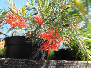 grevillea-poorinda-constance