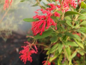 grevillea-rhyolitica-kenneggy