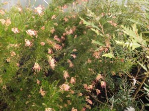 grevillea-semperflorens