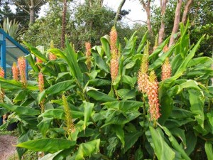 hedychium-densiflorum-sorung