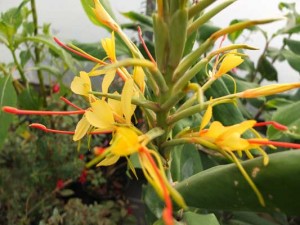 hedychium-gardnerianum