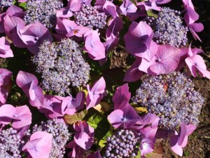 hydrangea-blaumeise-kenneggy