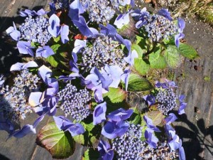 hydrangea-blaumeise-kenneggy