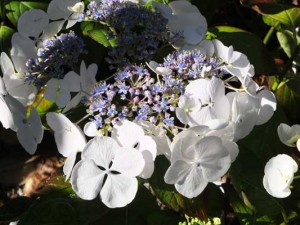 hydrangea-elster-kenneggy