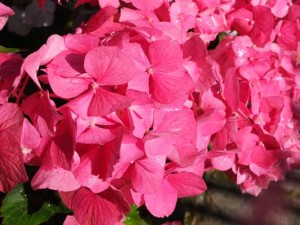 hydrangea-gerda-steininger