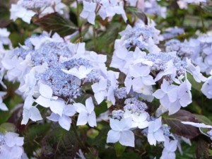 hydrangea-kenneggy-nurseries