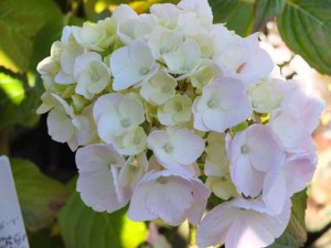 hydrangea-mousseline-kenneggy