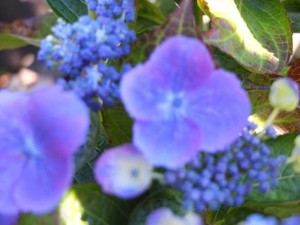 hydrangea-nachtigall-kenneggy