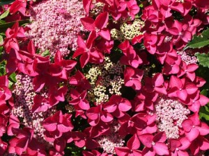 hydrangea-rotschwanz-kenneggy