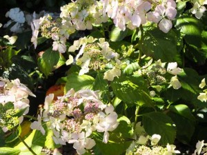 hydrangea-veitchii-kenneggy