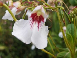 impatiens-tinctoria-kenneggy