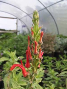 lobelia-tupa-kenneggy-nurseries