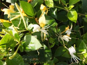 lonicera-halls-prolific