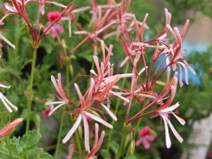 pelargonium-acetosum-2-kennggy