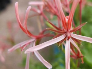 pelargonium-acetosum-kenneggy