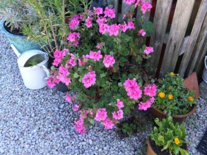 pelargonium-clorinda-kenneggy