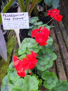 pelargonium-fire-engine