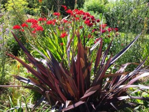 phormium-black-velvet-kenneggy