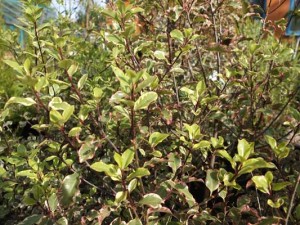 pittosporum-victoria-kenneggy